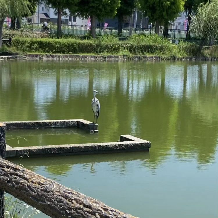 先日門真市の弁天池公園近くでワンちゃんのお別れをお手伝いさせて頂きました。