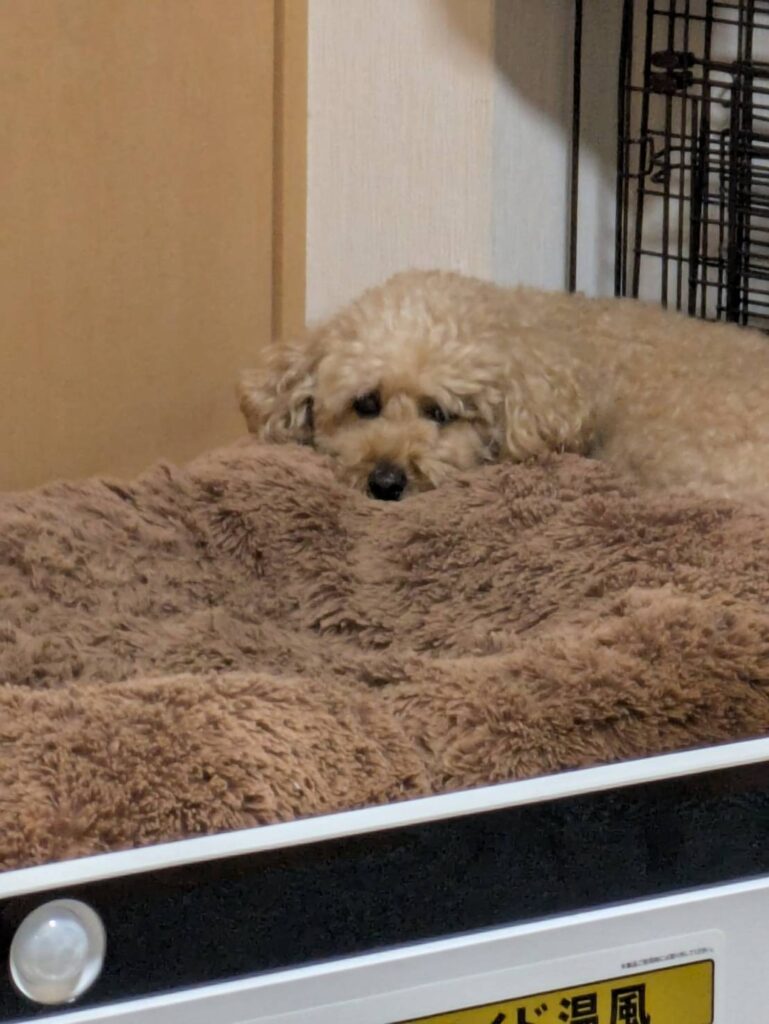 うちのワンコ、ベッド🛏と同化中モフモフのベッドにすっぽりとおさまってるワンコの姿は私たちをほっこりさせてくれますね️大切な家族の一員である愛犬との日々を、いつまでも大切に過ごしていきたいですね。