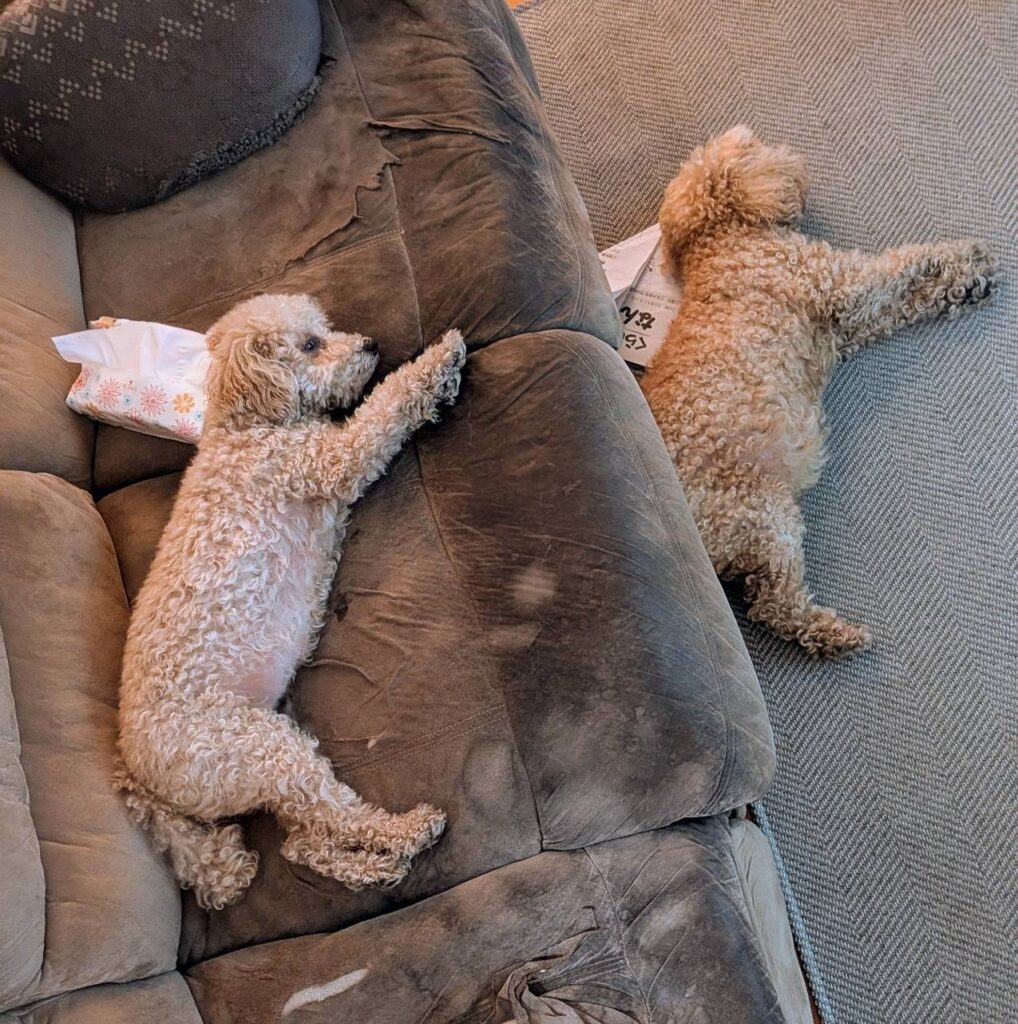 同じ格好で寝ているうちのコたちです。