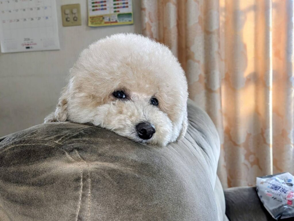 うちのワンコが、トリミングから帰ってまいりましたふんわりと優しく仕上げていただき、豆大福ちゃんのようになりました触り心地も格別で、思わず何度も撫でてしまいます。