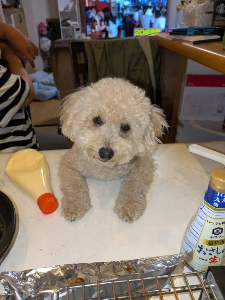 大阪を中心にペットの訪問火葬をしていますペットダイアリーです。