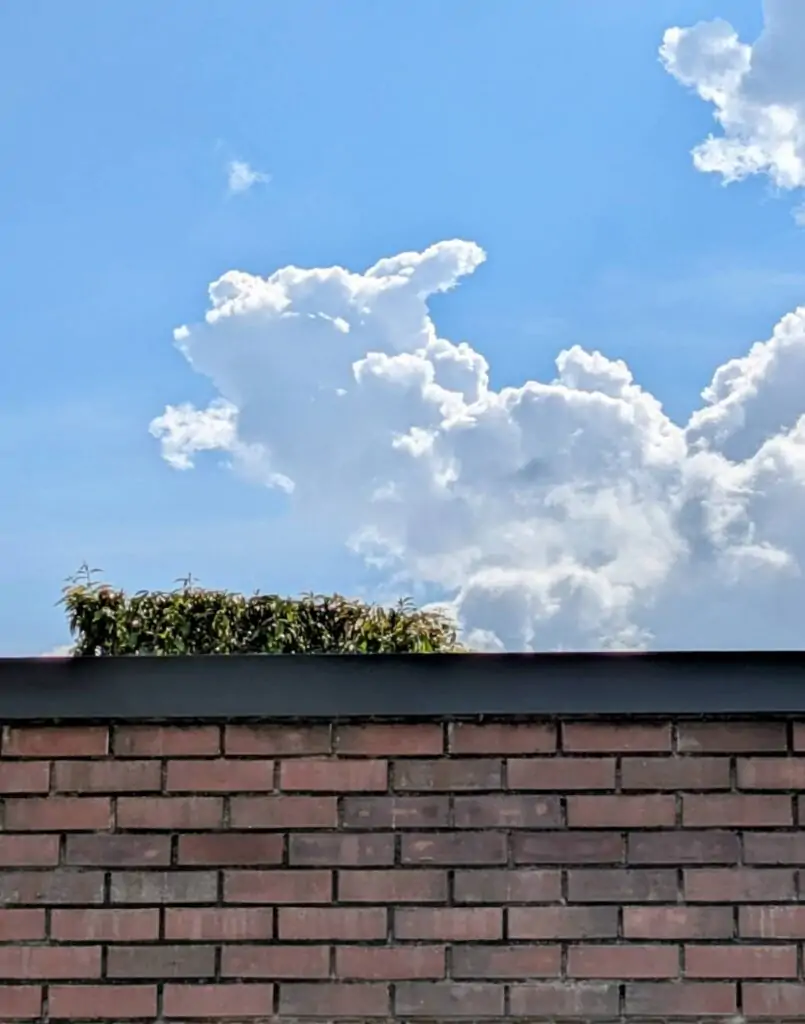 大阪府池田市でワンちゃんのお見送りをさせて頂いている時、大空で駆けるワンちゃんがいました。