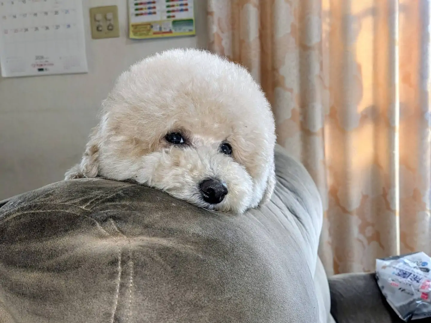うちのワンコが、トリミングから帰ってまいりましたふんわりと優しく仕上げていただき、豆大福ちゃんのようになりました触り心地も格別で、思わず何度も撫でてしまいます。柔らかな手触りに癒される、穏やかなひとときです。愛おしい存在に、心から感謝の気持ちでいっぱいになります。#ペット火葬 #訪問火葬 #ペット葬儀 #ペットセレモニー #ペットメモリアル #寝屋川市 #守口市 #門真市 #摂津市 #四条畷市 #枚方市 #ペットとの絆 #トリミング